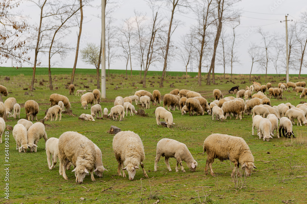 A herd of goats and sheep. Animals graze in the meadow. Mountain pastures of Europe. A herd of goats and sheep. Animals graze in the meadow. Mountain pastures of Europe.