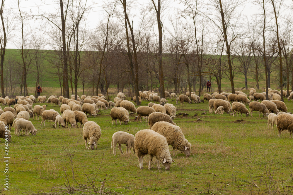 Fototapeta premium A herd of goats and sheep. Animals graze in the meadow. Mountain pastures of Europe.