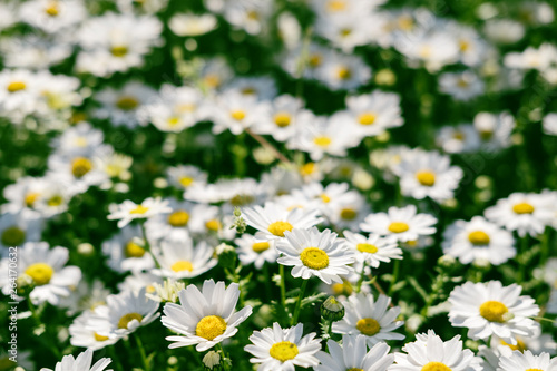 summer field of daisies background