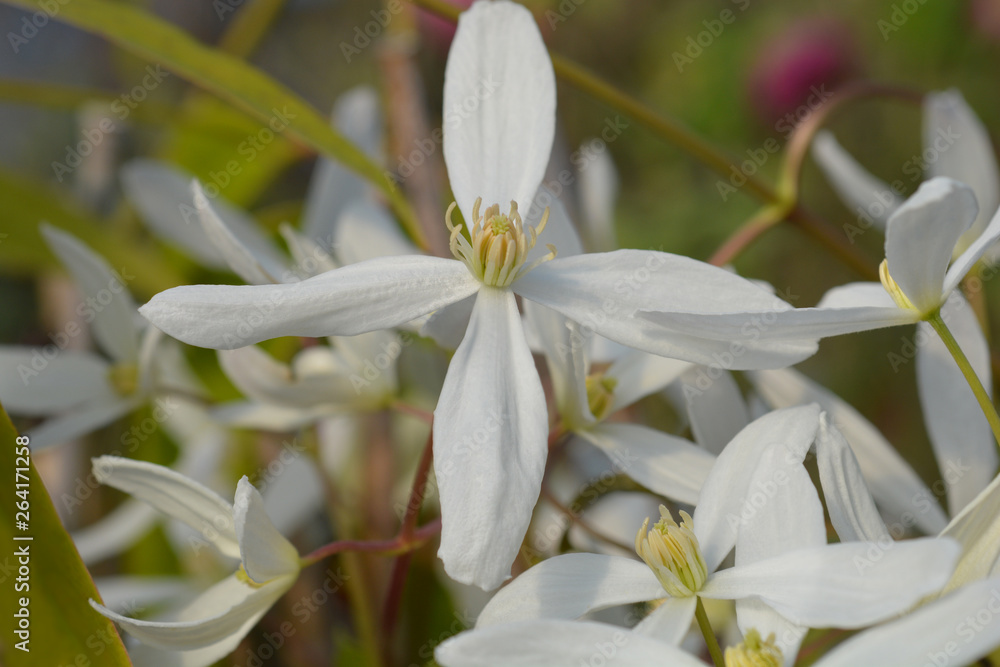 Obraz premium Snowdrift evergreen Clematis