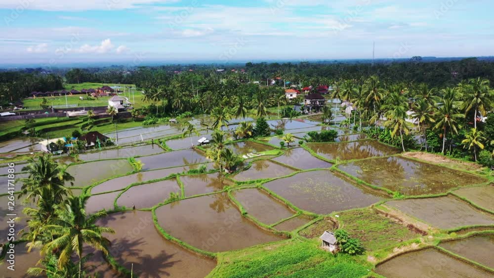 Poor Rice Field Aerial view of rice field. Green rice and vegetable fields in poor ...