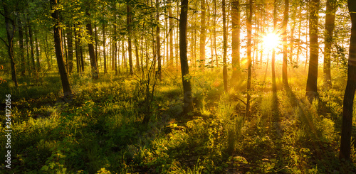Fototapeta Naklejka Na Ścianę i Meble -  sunrise shining through the woods