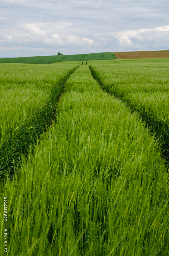 field of wheat with tracks of tractor field of wheat with tracks of tractor