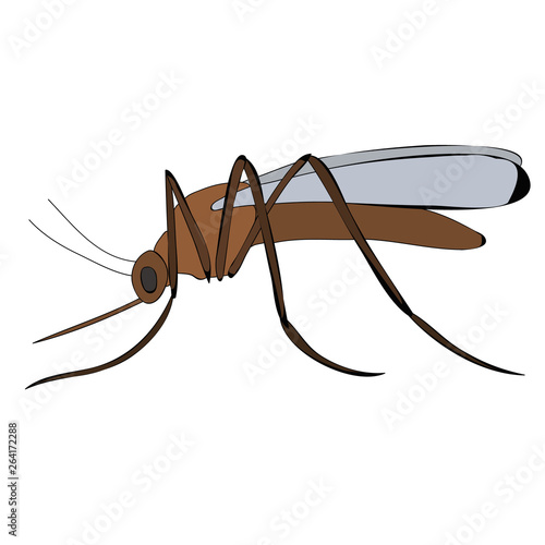 vector, isolated, mosquito, brown