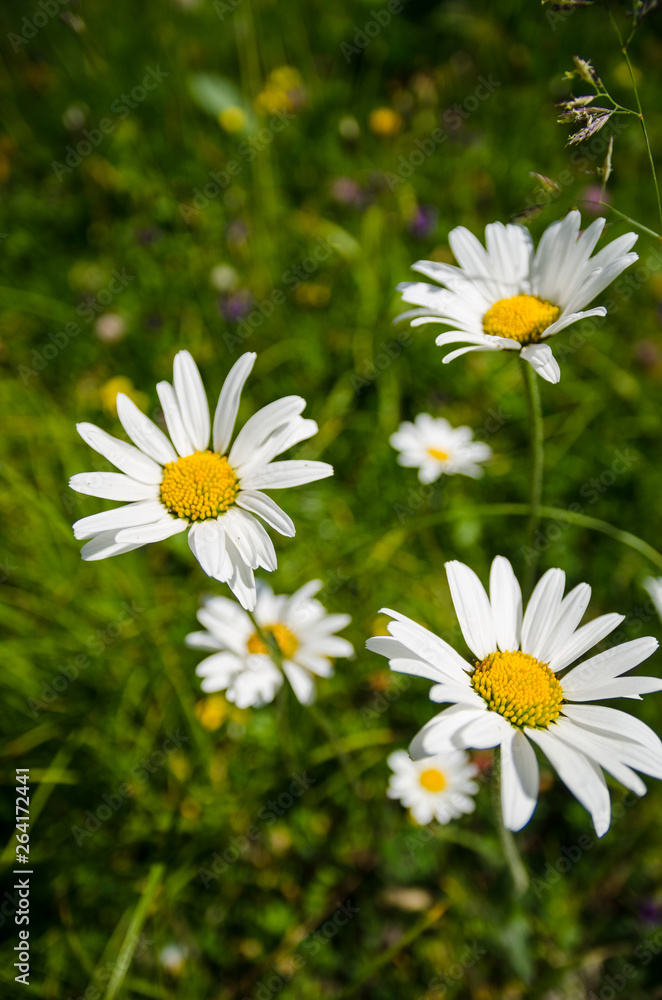 field of daisies field of daisies