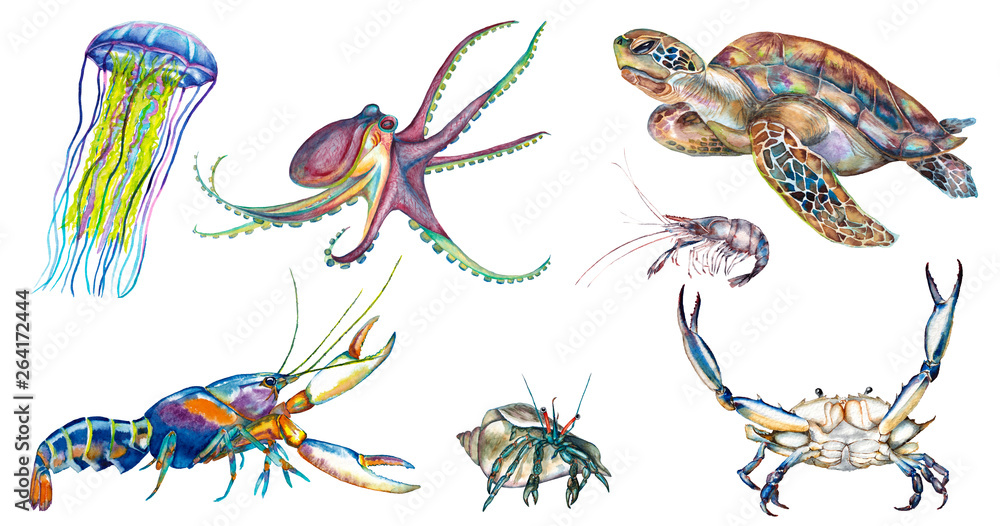 Obraz premium Colorful underwater animals.