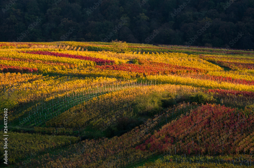 vines in autumn colours