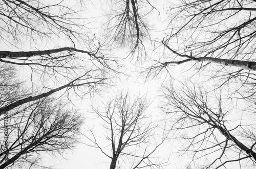 looking up - trees reaching into the sky