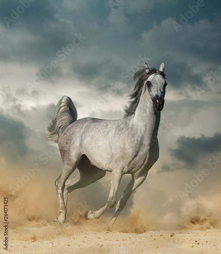 Arabian horse in desert