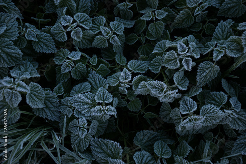 top down view on plants covered with frost
