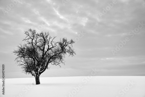 single tree without leaves on hill covered in snow