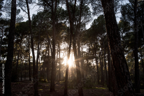  trunks in the middle of the mediterranean forest