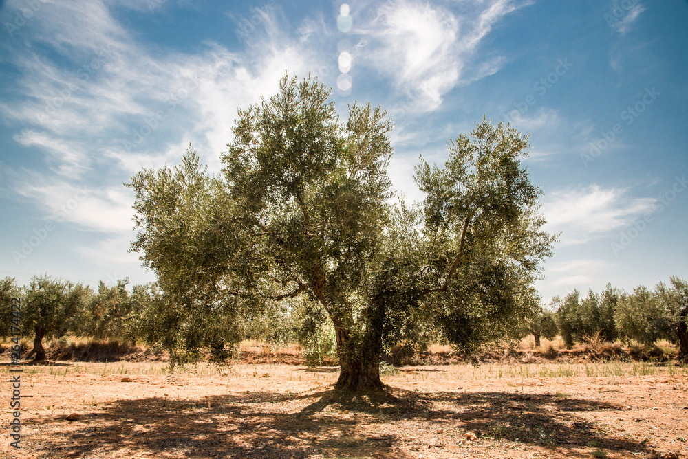 old olive tree in southern Spain