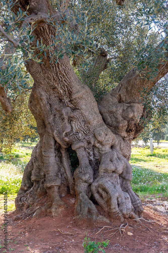 Italy, Ostuni, ancient olive trees in the characteristic Apulian countryside