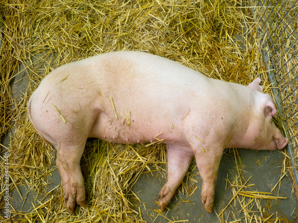 A single Young pig Sleeping, the image in top view in a Australian pig farming. A single Young pig Sleeping, the image in top view in a Australian pig farming.