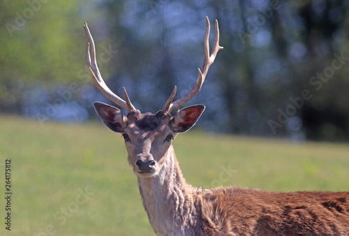 portrait of a fallow deer, looking at camera © schapinskaja