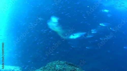 Wallpaper Mural 小笠原マグロ穴のイソマグロの群れ Torontodigital.ca