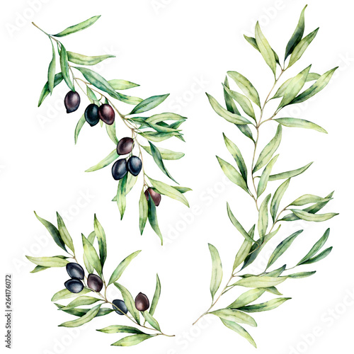 Watercolor olive tree branch set with leaves and black olives. Hand painted floral illustration isolated on white background for design, print, fabric or background.