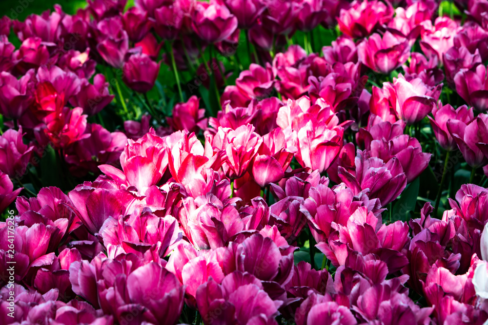 Beautiful pink tulips in sunny weather in Holland Beautiful pink tulips in sunny weather in Holland
