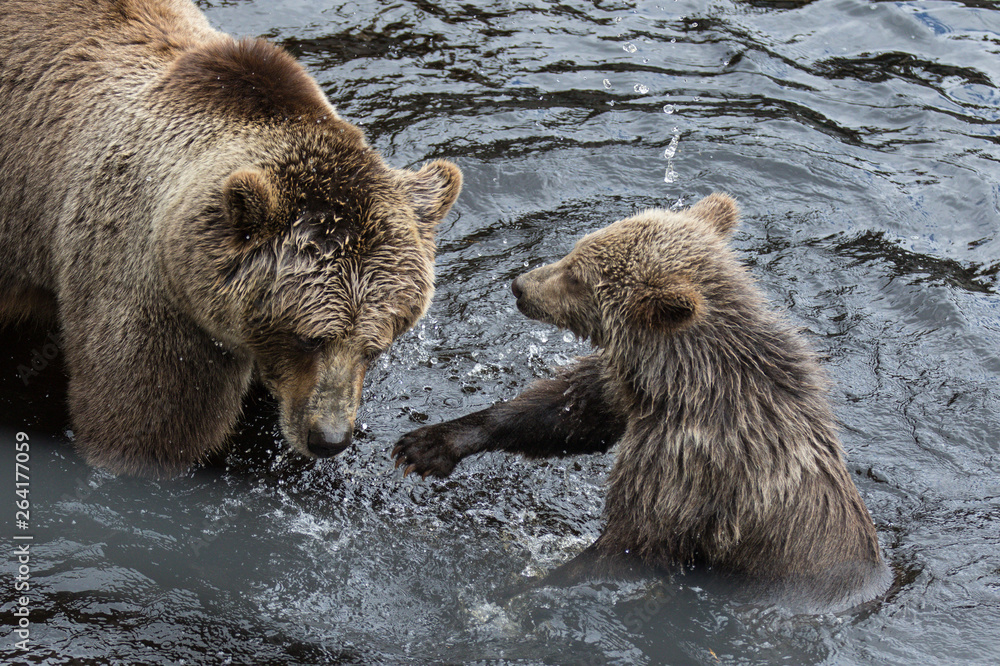 Obraz premium Cute family of brown bear mother bear and its baby playing in the dark water. Ursus arctos beringianus. Kamchatka bear.