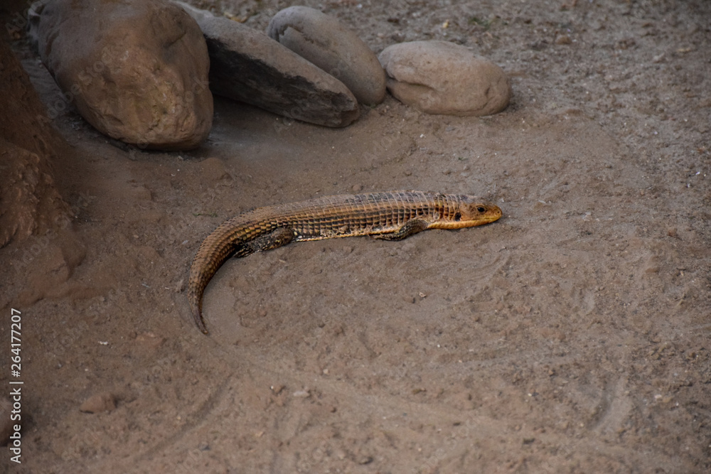 Fototapeta premium Canary giant lizard (Gallotia stehlini)