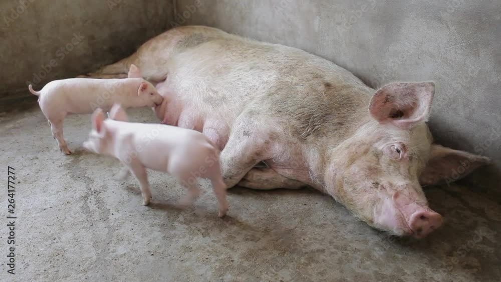 Pink piglets with their motherpig farm ,xi'an, shaanxi, china Pink piglets with their motherpig farm ,xi'an, shaanxi, china