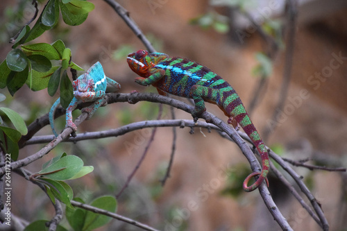  pair of chameleons on tree