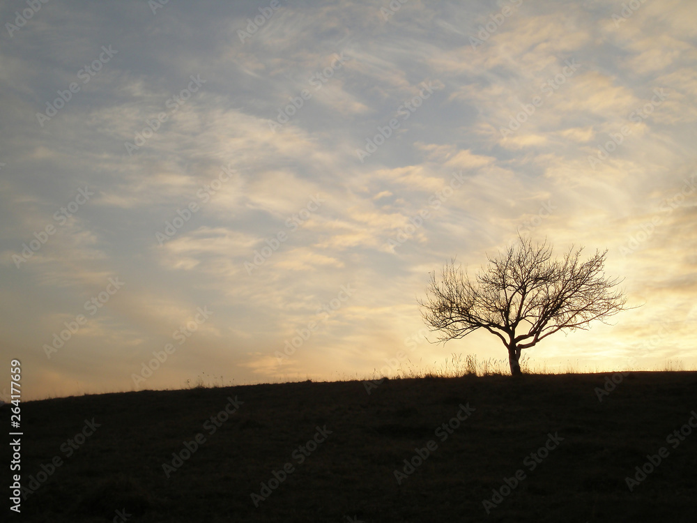 tree silhouette