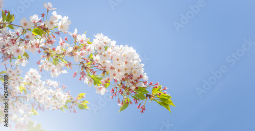 Selective focus cherry blossom sakura in japan with blurred blue sky background