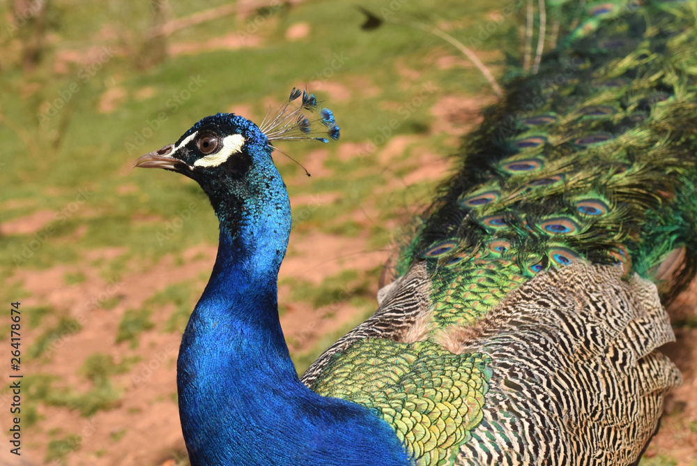 Fototapeta premium A beautiful peacock male in park