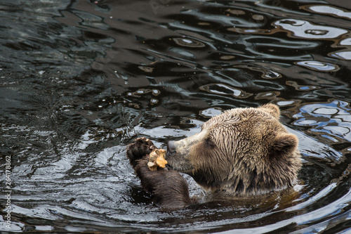 Closeup portrait of the head adult brown bear swimming in the dark water and gnawing a bone. Ursus arctos beringianus. Kamchatka bear.