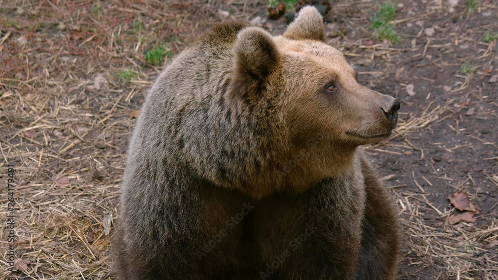 Adult bear close-up
