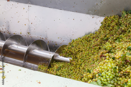 Freshly harvested hanepoot grapes going through the grape press and destemmer at a winery during harvest for wine production photo