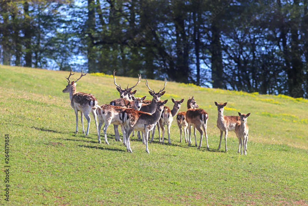 group of fallow deer on a meadow group of fallow deer on a meadow