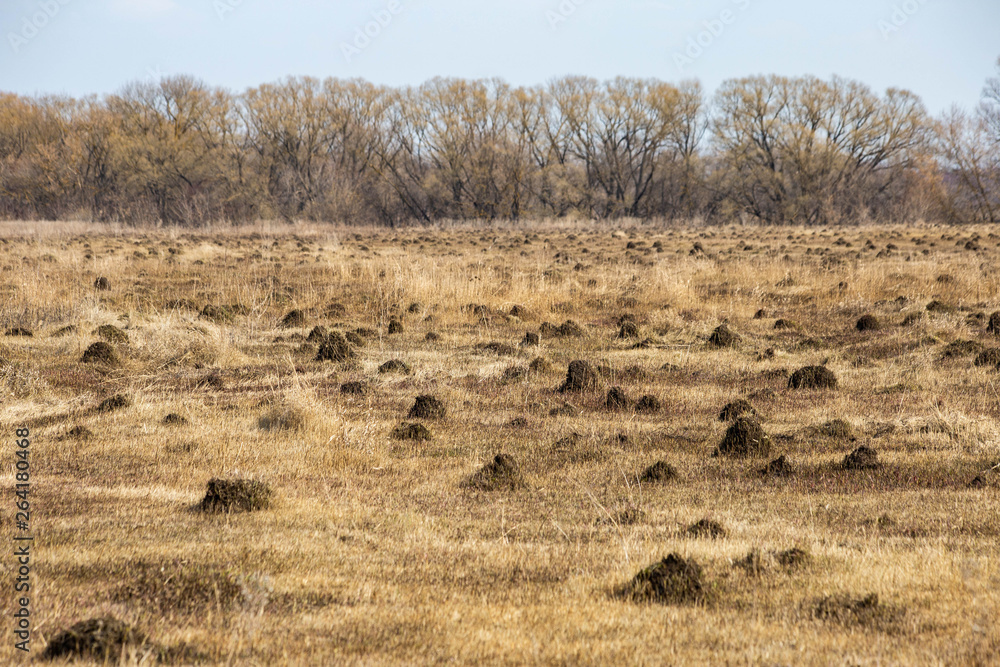 Fototapeta premium anthills in the field in spring