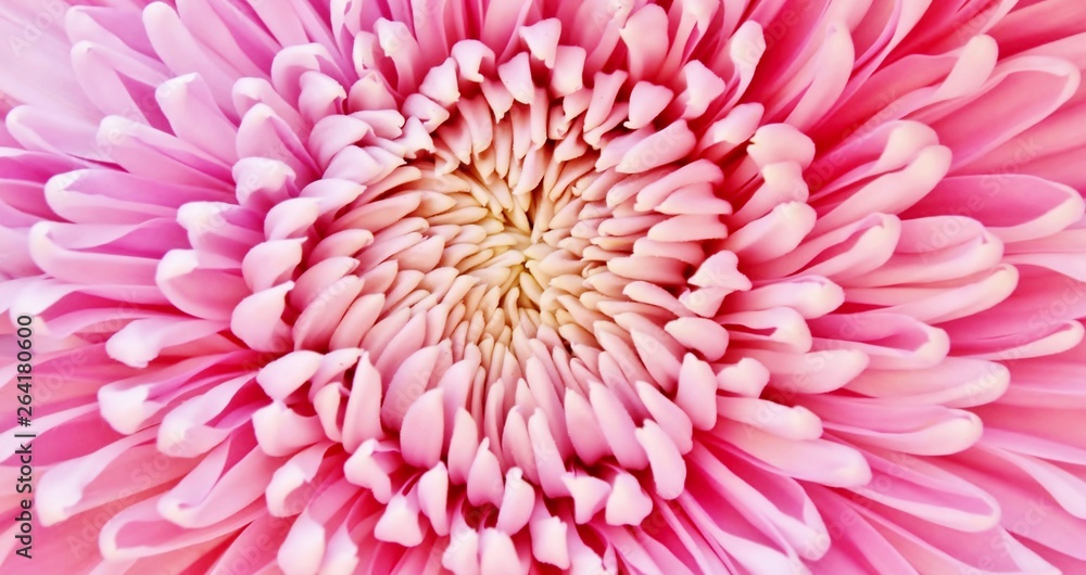 Close up of beautiful Dahlia flower in sunlight Close up of beautiful Dahlia flower in sunlight