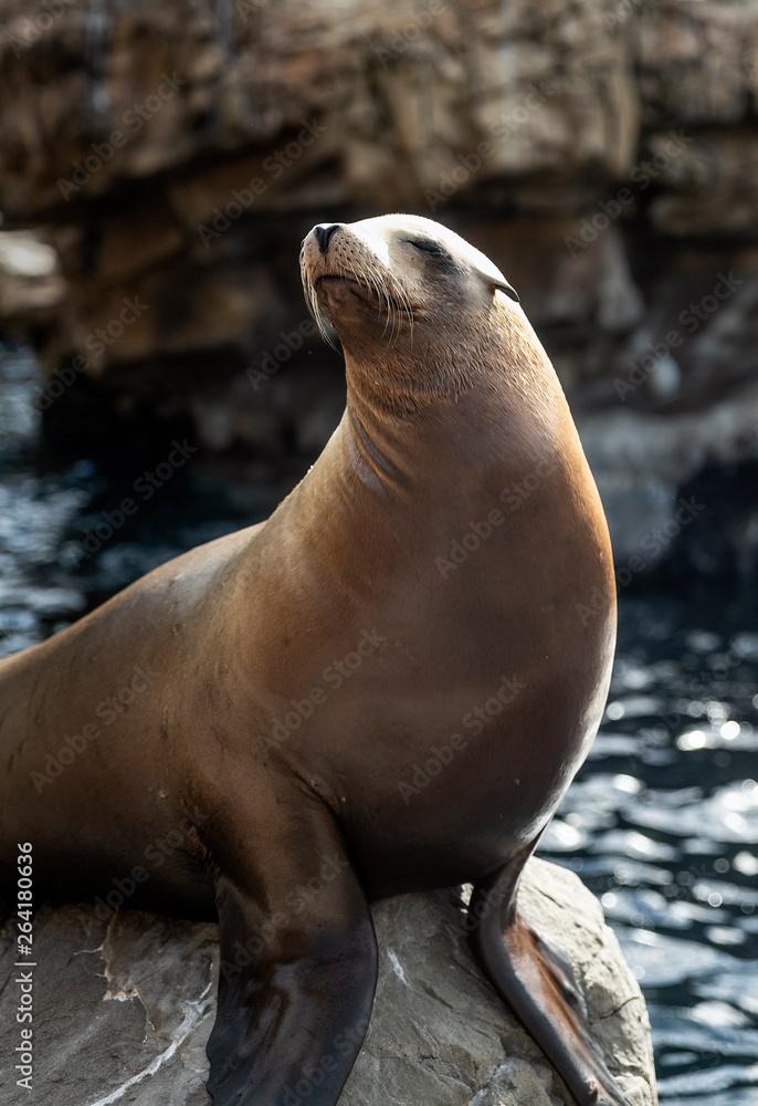 Obraz premium Portrait of a sea lion, Otariinae.