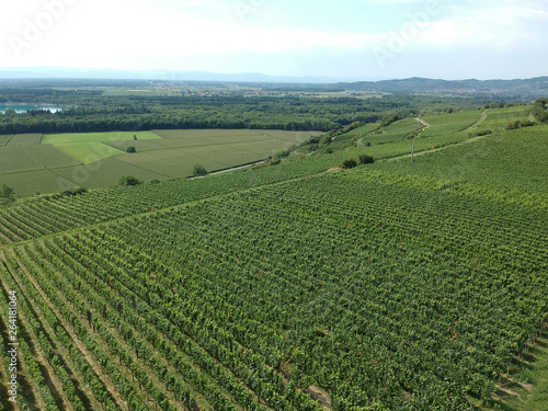 aerial view of a vineyard in Breisgau  Germany