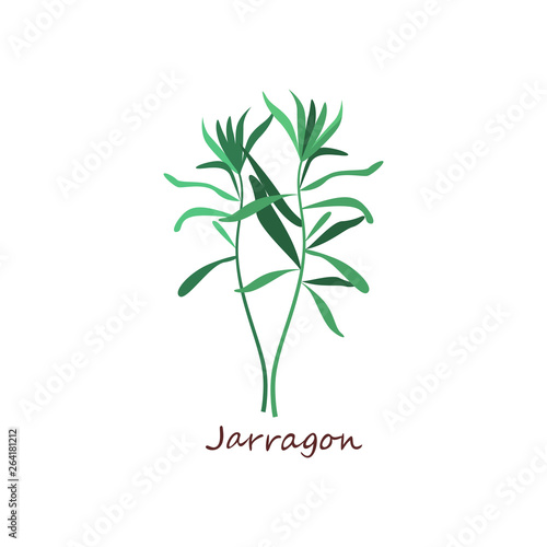 Fototapeta Naklejka Na Ścianę i Meble -  Sprig of tarragon. Green leaves, twigs, estragon. Cooking herbs concept. Vector illustration can be used for topics like seasoning, condiment, cuisine