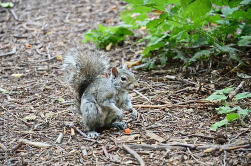A squirrel sits on a park path, raspberry is in front of it . Squirrel sheds.