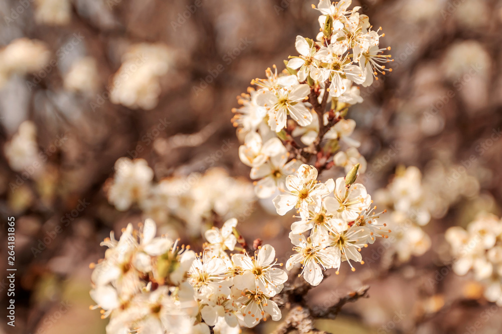 Fototapeta premium Spring whites bloom trees, macro.