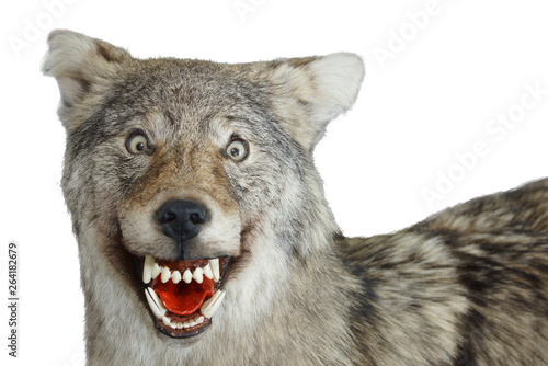 wolf muzzle animal grin isolate white background