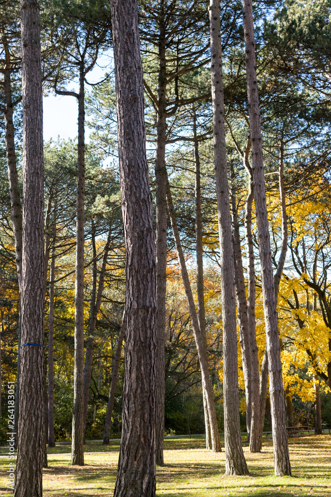 Obraz premium Forest in Autumn