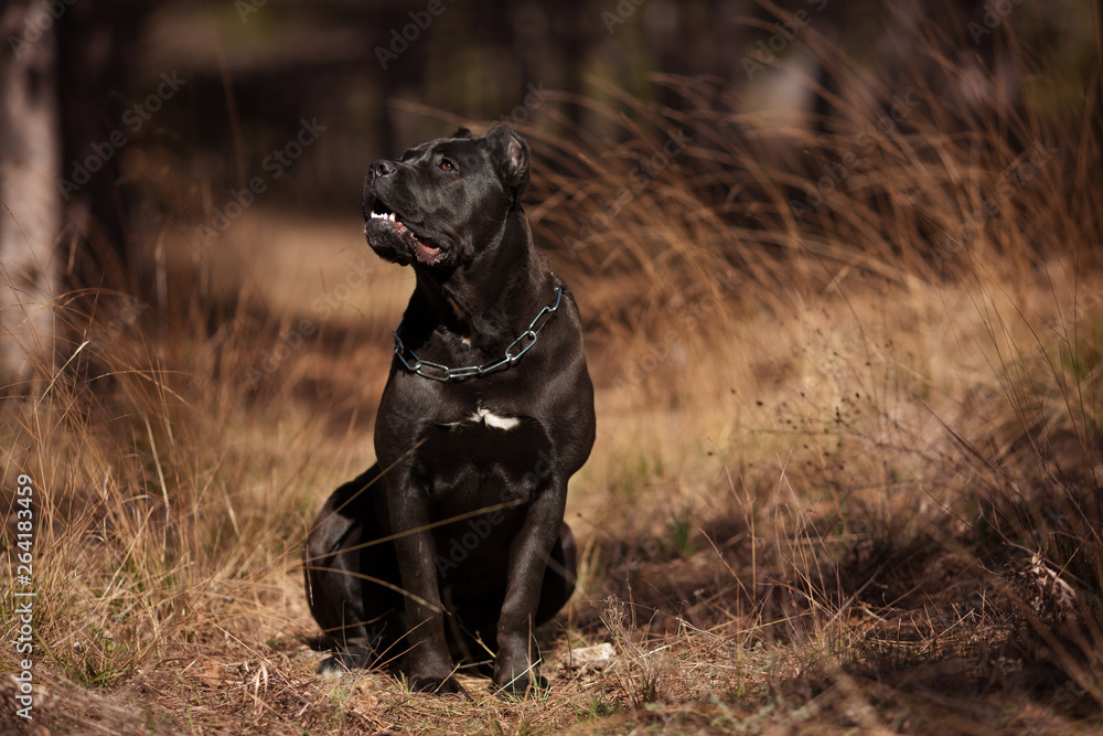 big dog breed Italian cane Corso for a walk big dog breed Italian cane Corso for a walk
