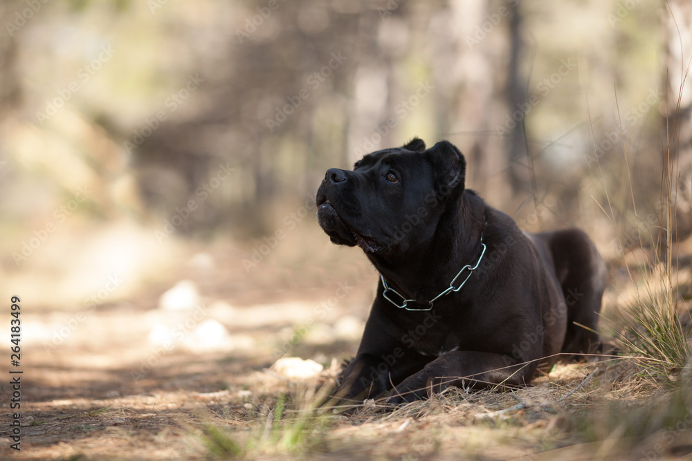 big dog breed Italian cane Corso for a walk big dog breed Italian cane Corso for a walk