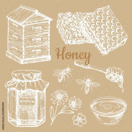 Hand sketched honey vector elements - bee, honeycombs, jars. Illustration of hand sketched honey and flower