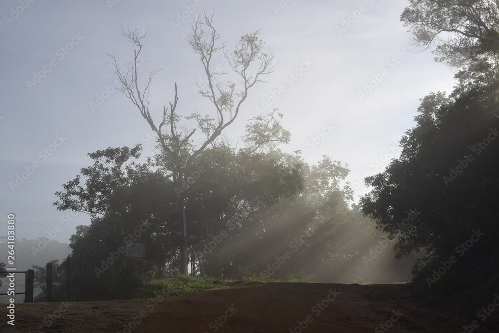 Fototapeta premium Raio de Sol através de floresta