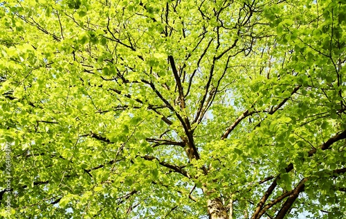 close up of a tree with spring green leaves