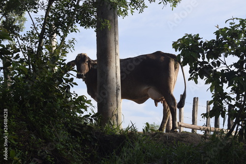 Vaca atrás de poste © Luis Soquetti