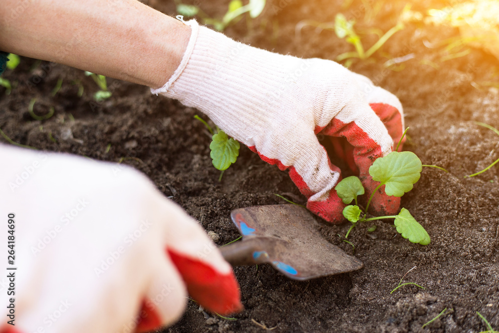 Closeup hands seeding plants in soil in garden	